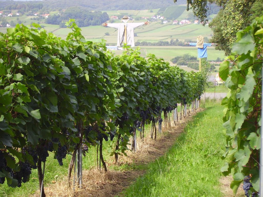 Appartement Weingut Schoberhof Bad Gleichenberg Oda fotoğraf
