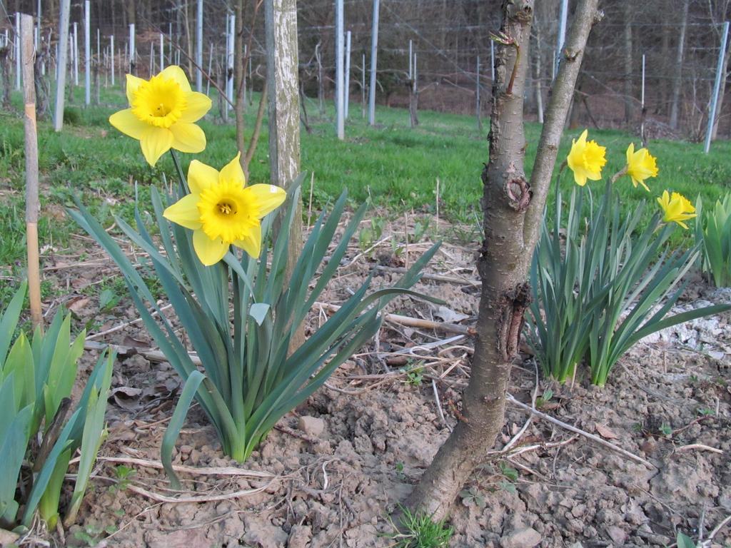 Appartement Weingut Schoberhof Bad Gleichenberg Oda fotoğraf