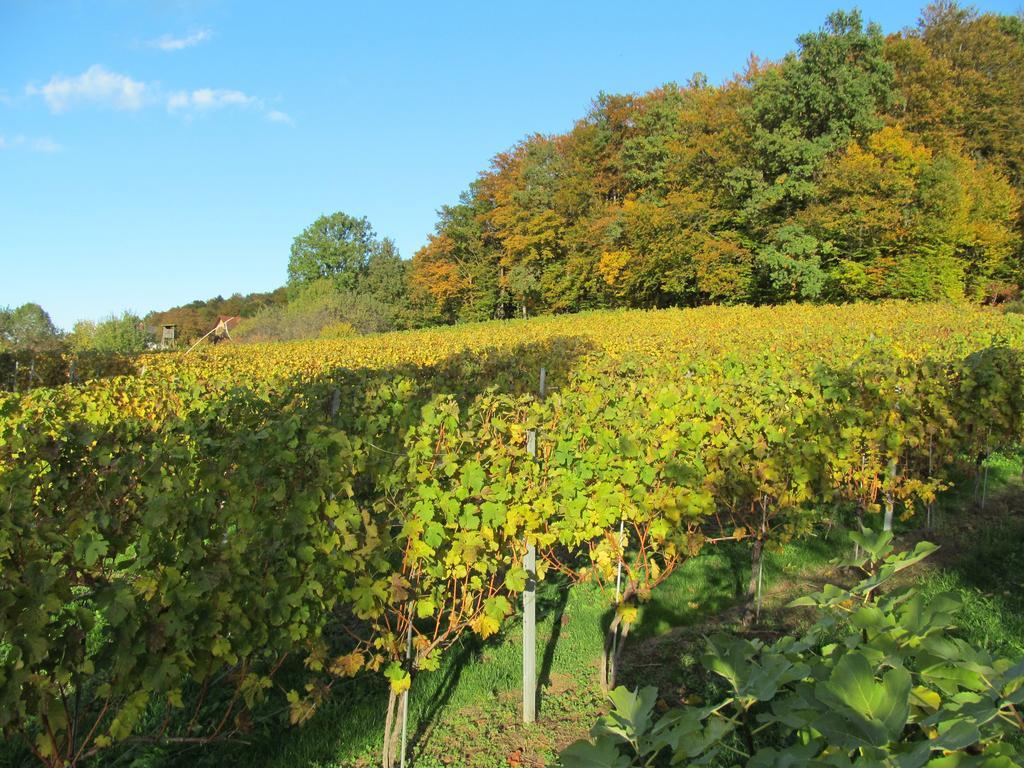 Appartement Weingut Schoberhof Bad Gleichenberg Oda fotoğraf